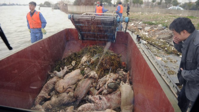 Mass Animal Deaths - China - river pigs 3