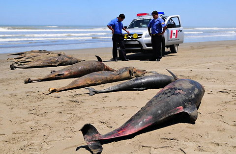Mass Animal Deaths - Dolphins Peru 2