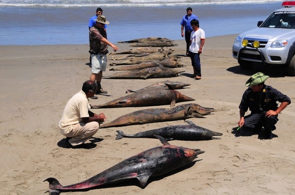 Mass Animal Deaths - Dolphins Peru 3