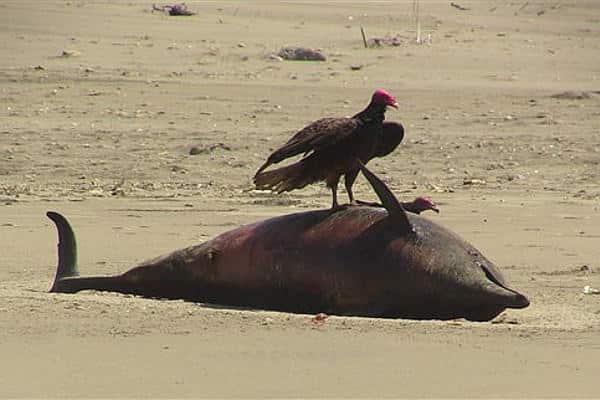 Mass Animal Deaths - Dolphins Peru