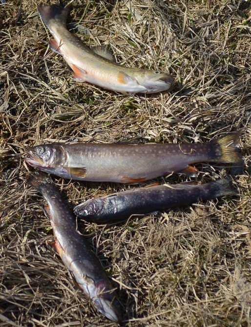 Mass Animal Deaths - Pennsylvania - Trout Farm 2