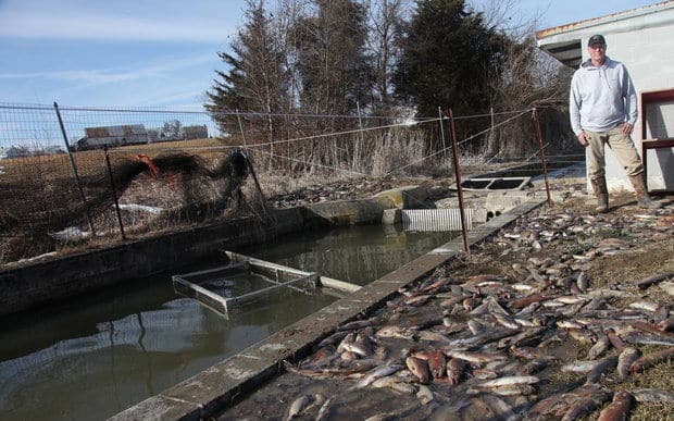 Mass Animal Deaths - Pennsylvania - Trout Farm