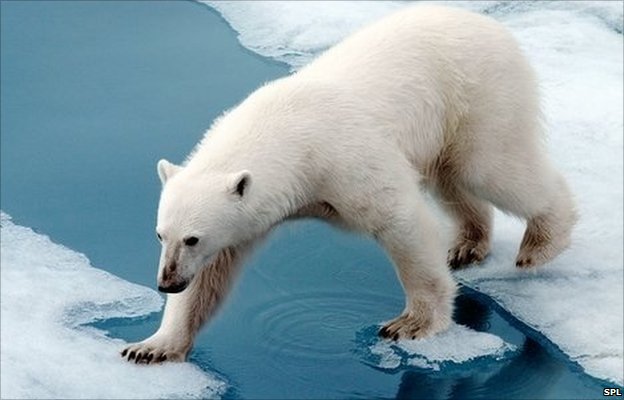 Polar Bear