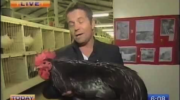 Rooster Australian TV Presenter