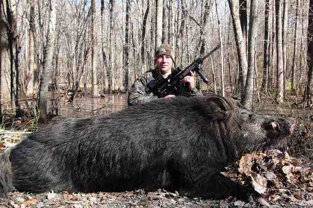 Weird News - Hogzilla giant pig