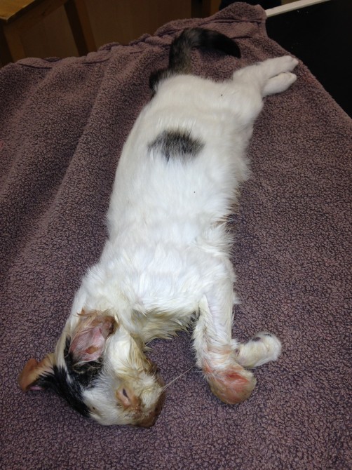 Weird News Week - Cunliffe microwaved cat body
