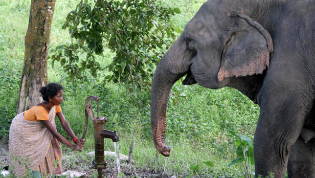 Weird News - elephant saves baby