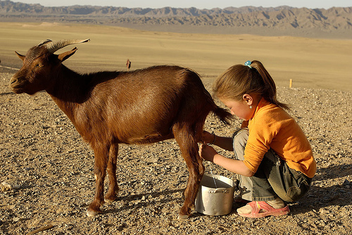 Weird News - mum force feeds child goats milk