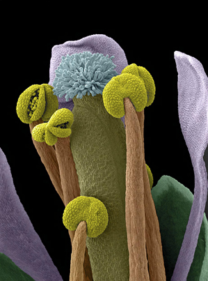 Wellcome Image Awards - Plant reproductive parts