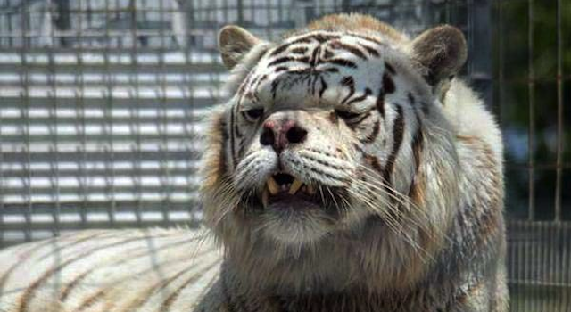 White Tiger Down's Syndrome