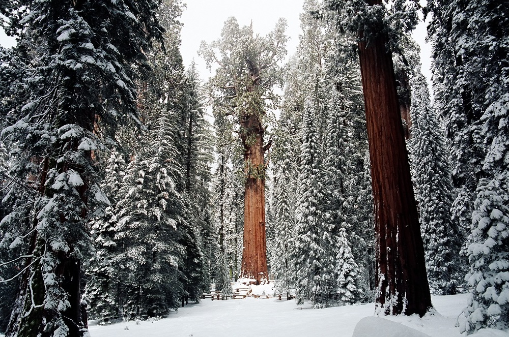 General Sherman in winter