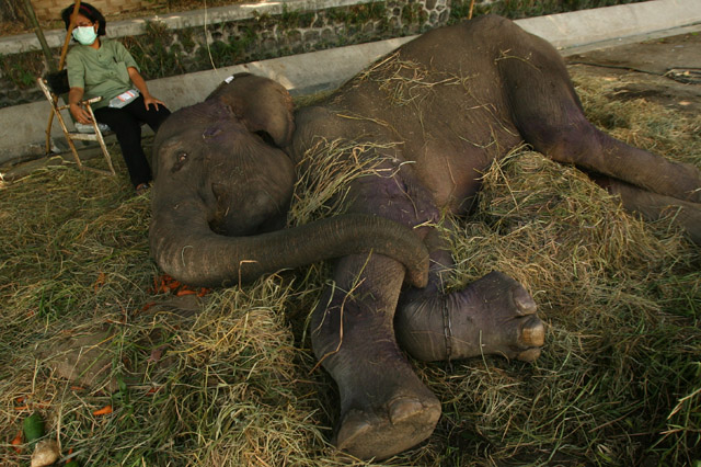 A veterinarian sits next to Fitri, 35, a female elephant receiving treatment at the Surabaya's zoo in East Java province