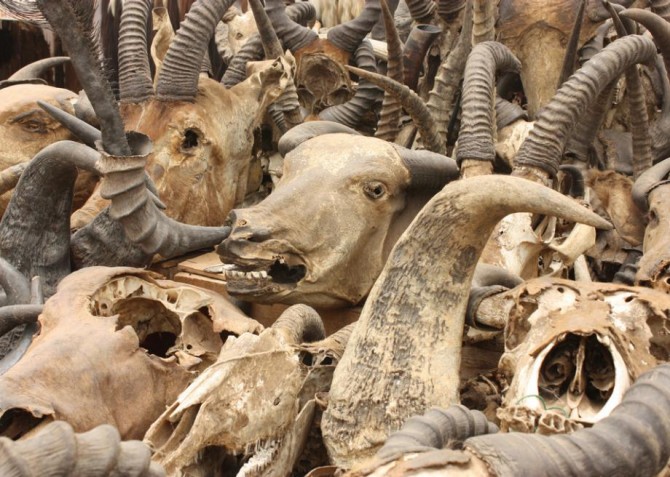 Akodessewa Voodoo Market Togo - antelope
