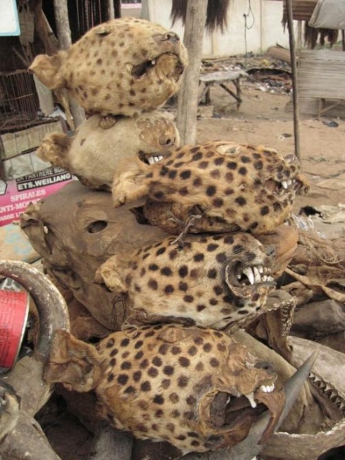 Akodessewa Voodoo Market Togo - fake leopards