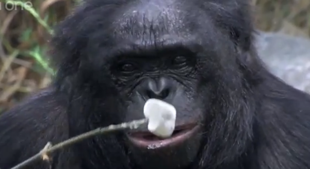 Ape Marshmallow