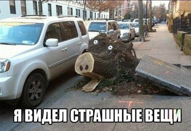Awesome Photos From Russia - Tree Stump Pig
