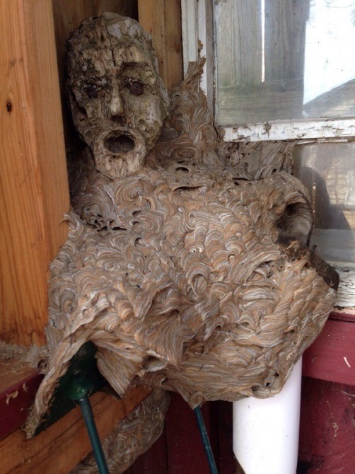 Awesome Photos From Russia - insane wasp nest under African mask