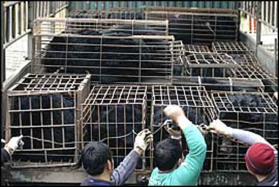 Bile Bear Farming China - Crush Cages