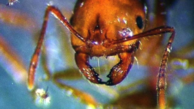 Amazon Jungle Dwellers Torture Thieves With Fire Ants Sick Chirpse