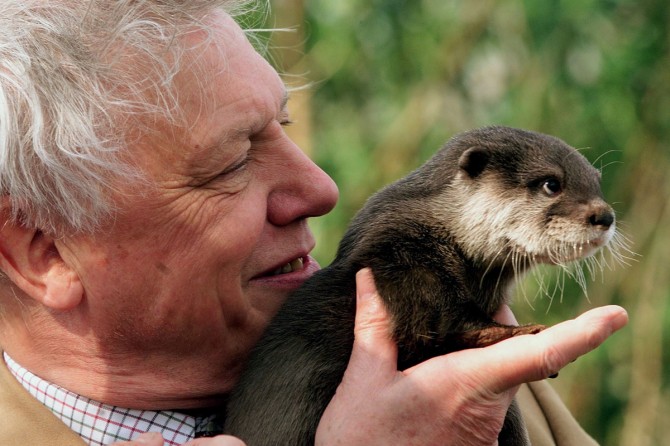 NATURALIST SIR DAVID ATTENBOROUGH HOLDS AN ASIAN OTTER.