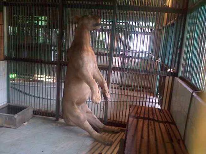 Lion Surabaya