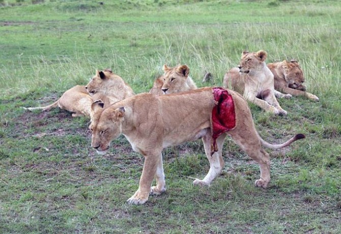 Lioness Buffalo Attack - Wound 1