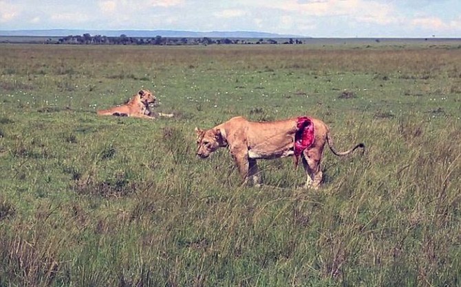 Lioness Buffalo Attack - Wound 2