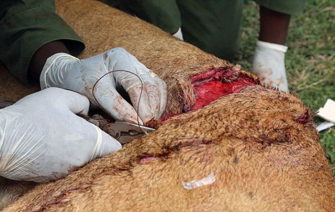 Lioness Buffalo Attack - Wound 5