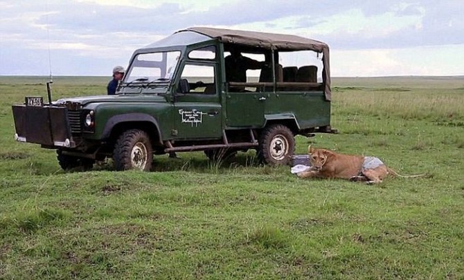 Lioness Buffalo Attack - Wound 7
