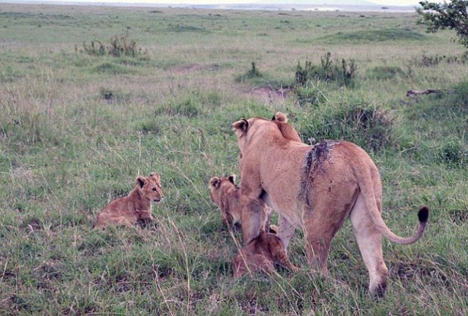 Lioness Buffalo Attack - Wound 8