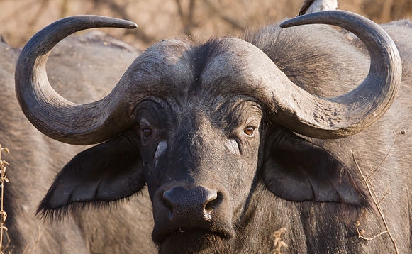 Lioness Buffalo Attack - buffalo head