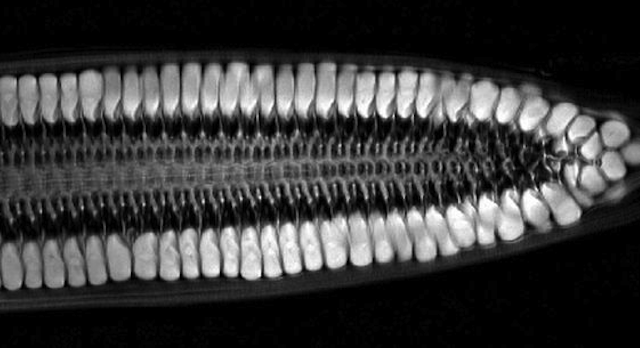 MRI Scan Vegetable Featured