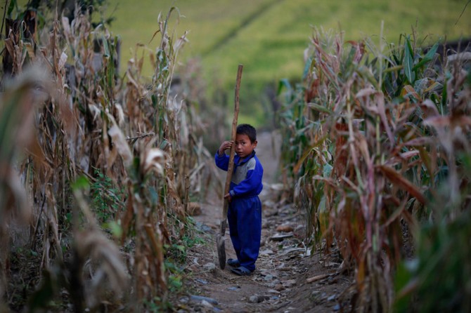 North Korea Starving Account - cornfield