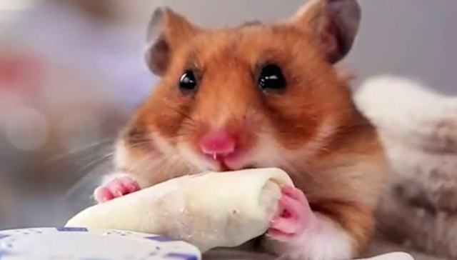 Tiny Hamster Eating Tiny Burrito