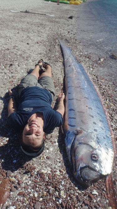 Weird News - Giant Oarfish Mexico length