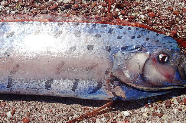 Weird News - Giant Oarfish Mexico