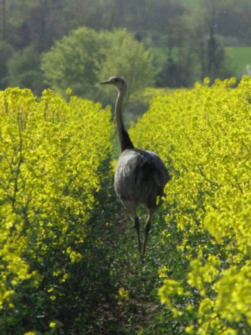 Weird Norld News - Hertfordshire Rhea