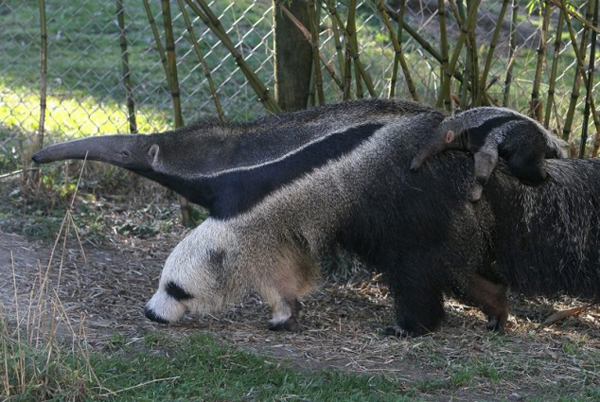 anteater