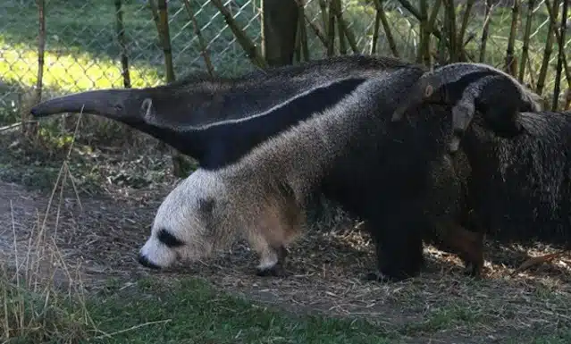 This Animal’s Tripping Us Out: Is It An Anteater Or A Panda?