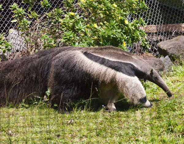 anteater3