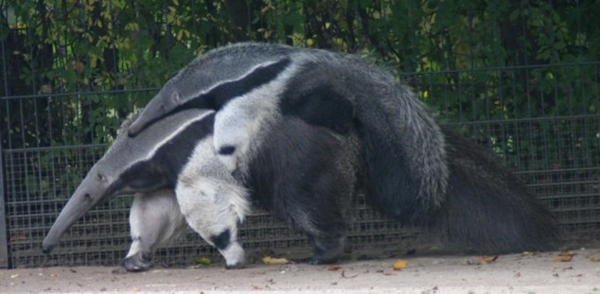 anteater6