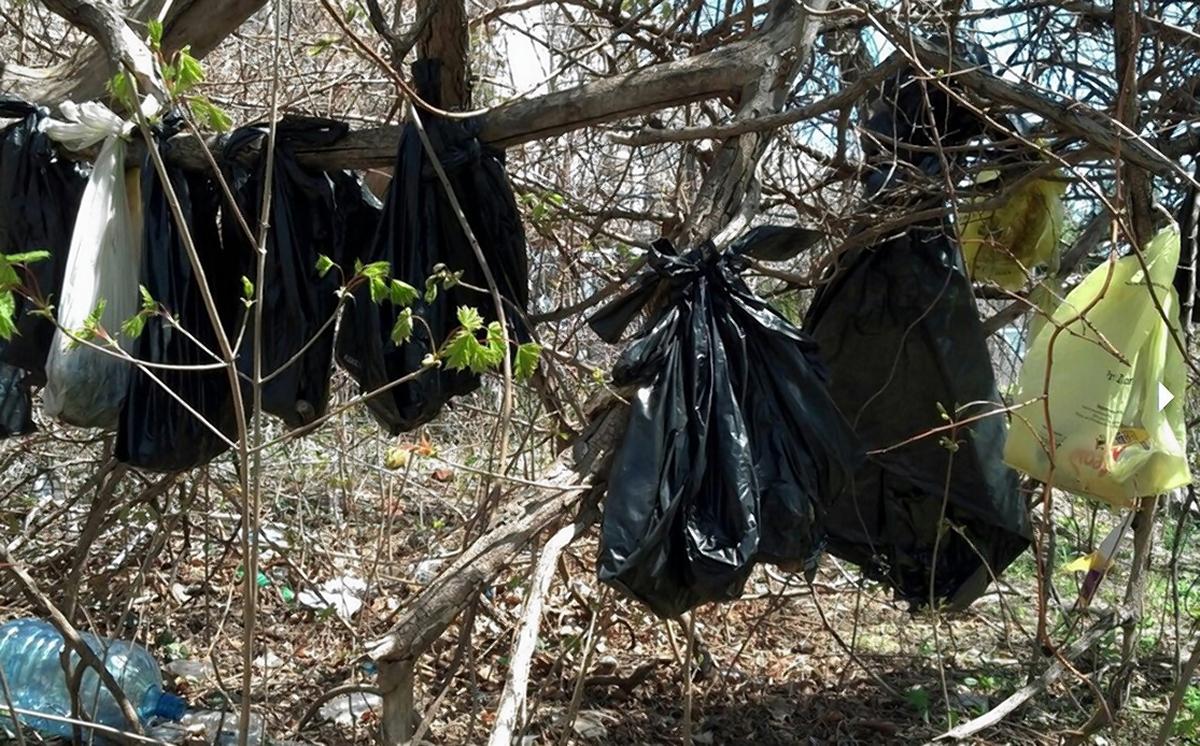 25 Cats Found Savagely Killed Hanging From Trees In NYC