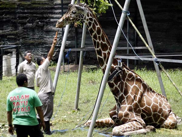 giraffe_surabaya