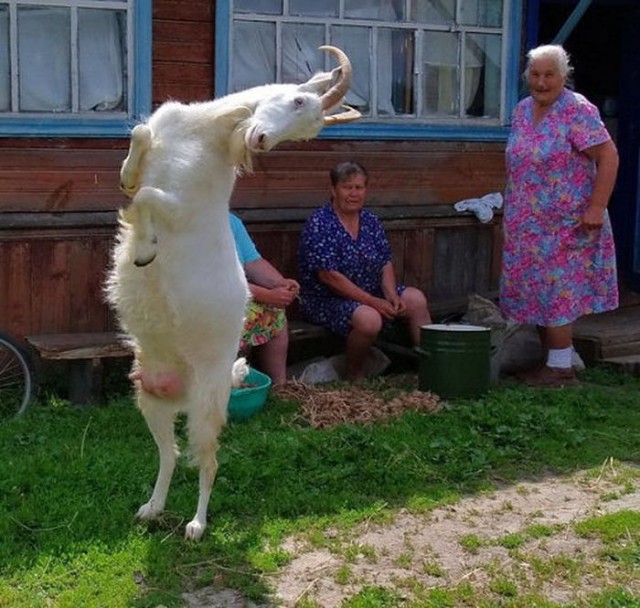 Awesome Photos From Russia - mad goat