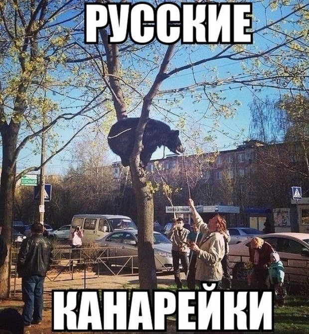 Awesome Photos From Russia - pet bear tree