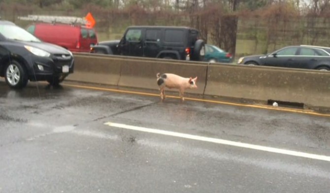 Awesome Photos From Russia - traffic pig