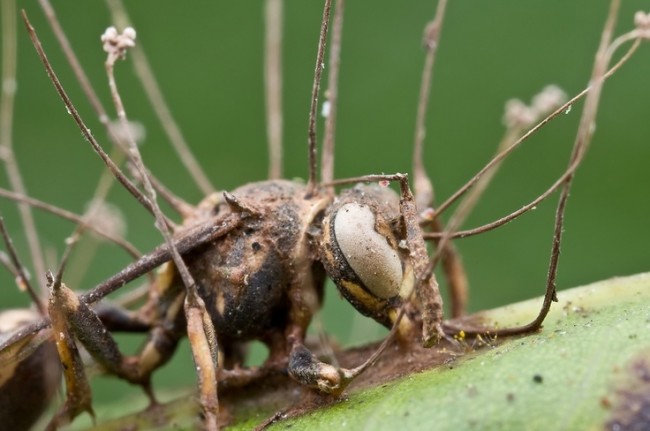 Cordyceps Ant
