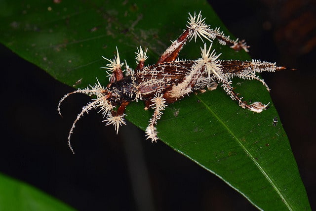 Cordyceps Cricket