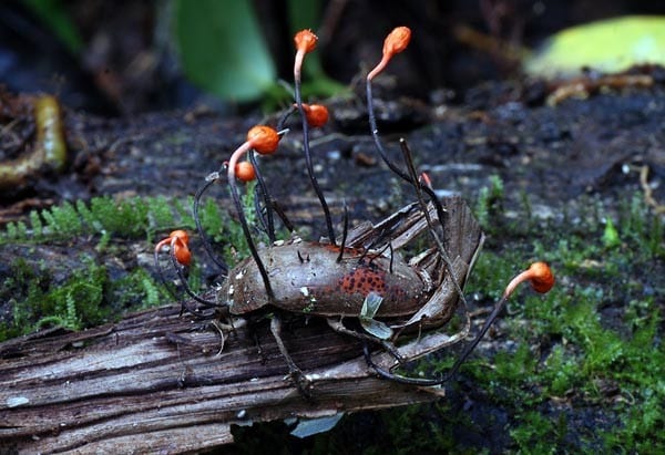 Cordyceps Beetle