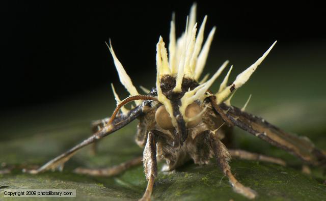 Cordyceps Moth